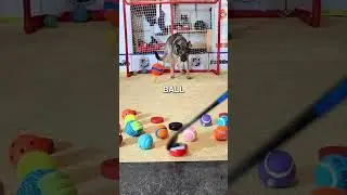 This Dog Only Had Eyes for One Ball