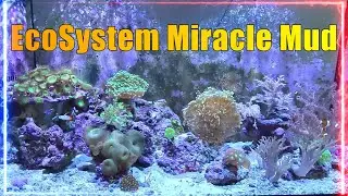 Ecosystem Miracle Mud | Thriving for 3 Years with Ecosystem Miracle Mud Magic