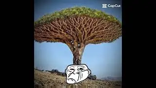 lepidondendron tree is dangerous and its extinct 300 million years ago you will be rip of time