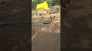 bhimavaram breed chicks//eggs for sale//bhimavaram punju// small poultry#Pidugufarms
