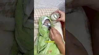 Adopt a little monkey abandoned by the mother monkey#foryou #animals #pets #monkey #love