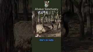 AustinShow tries to feed the emus #alveussanctuary #emu #austinshow #mayahiga