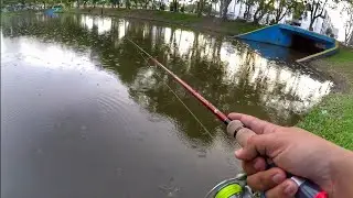 Casting Ikan HARUAN @ GABUS 1.5KG MONSTER!!! ( Finesse Fishing )