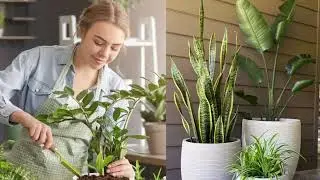 මේ දිනවල පවතින උෂ්ණත්වය ඉහලයාමට විසදුමක් #srilanka #indoorplants #indoor #india #homearchitecture