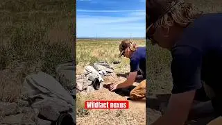 Heartwarming Animal Rescues: Inspiring Stories of Love and Compassion! #Shorts #owl #rescue #owllife