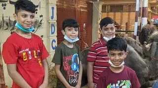 #Jdc Qurbani#Qurbani k janwar#jdc khubsurat janwar#jdc camel 2021