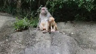 A golden baby monkey Ep3