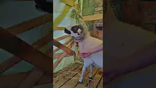 Sheep lover // sheep video