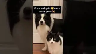 Gato crece con el perro #gatitos
