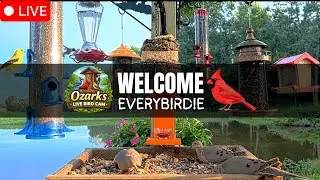 🔴 LIVE Ozarks Bird Feeder Cam | Cardinals & Woodpeckers | Winter Pond