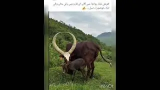 Beautiful African cow breed