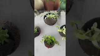 DIY hanging planter | reuse of coconut shell..#shortsfeed #shorts #diy #reuse #coconutshell