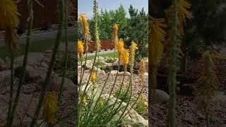 How to Deadhead Red Hot Pokers