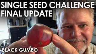 Single Seed Challenge FINAL Update || Black Gumbo