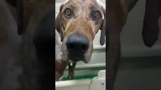 груминг Родезийского Риджбека