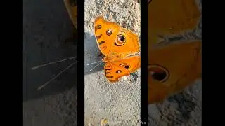 #butterfly #Life cycle: Egg &rarr; Caterpillar &rarr; Chrysalis &rarr; ButterflyFeeds on nectar from flowersHelps