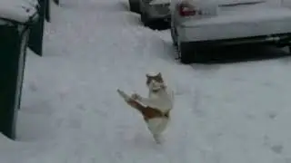 Cat meme
