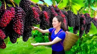 Harvesting Rare Wild Mulberries & Making Traditional Mulberry Wine
