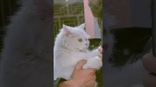Cat lover 🖤🖤#cat #youtuber #trendingshorts #loser87