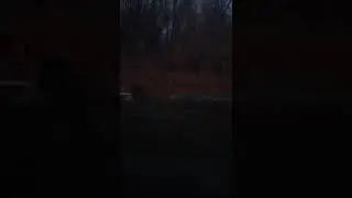 Уникальные кадры#кабан переплывал реку#unique frames#wild boar swims across the river