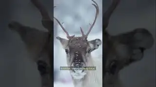 Did You Know Reindeers can do this... 🦌❄️ #reindeeradaptations #caribou #christmasscience #reindeer