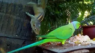 Parrot & Squirrel Eating Together &ndash; Cute Wildlife Friendship | Animal Show