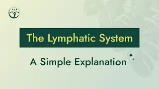 What is the Lymphatic System? A Simple Explanation
