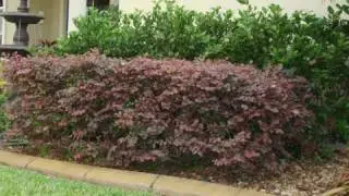 Loropetalum Shrubs - www.BrighterBlooms.com