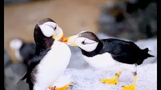 Seabird Research In Action