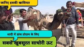 मेले में आया सबसे खूबसूरत साचोरी ऊट,जानिए इसकी खासियत ||
