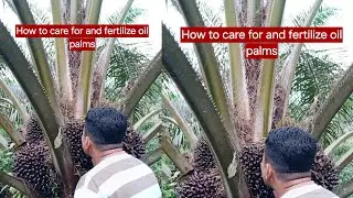 How to care for and fertilize oil palms #plantation #youngfarmers #superior #ppks #Cabut #mariles