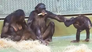 Bonobos Monkey Affen  Lustige Jagd  Funny Animals