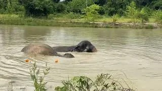 A New Dawn of Freedom | Rescued Elephants Thriving in the Heart of Kulen Forest&rdquo; 🌅🐘