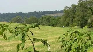 Secret Green Spaces for Contemplation in Croydon