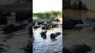 swimming pool of buffalo |dairy farming |Kaka Bhai