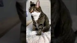 The Best Shorts To Watch When You Want To Laugh#shorts#funnycats#viralshorts