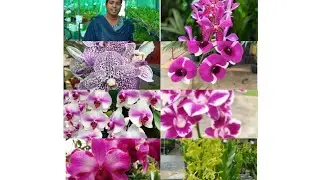 ക്രിസ്മസ് ഓഫറോടുകൂടിയ വലിയ ഫ്ലവറിങ് പ്ലാന്റ്റുകൾ വിലക്കുറവിൽ 😍😍😍😍 #garden #plants  #gardeningplants