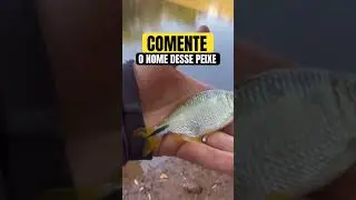 ✅FULL VIDEO ON THE CHANNEL✅ #fishing #fish