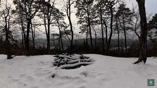 Winter Forest Walk ❄️ | Silence, Trees & Traces of Winter (No Music, No Talking)