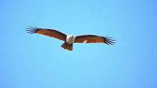 Gliding, brahman eagle.