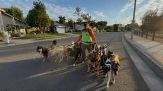 DOGEX: We Pack Walk with the Sunrise