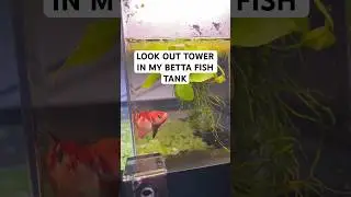 Added a look out tower in my 20 gallon betta fish tank 💧🌿 #invertedaquarium #bettafish