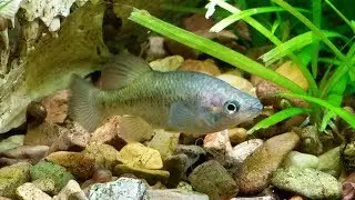 Goodeid Species: Xenotoca melanosoma 