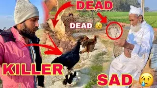 KILLER Pet In Open Farm Killed Innocent Chicken 🐓 | 400 Chicken 🐓 Business Addition ➕ | Mr Asad
