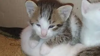 Exhausted Loud Kittens Finally Sleep After Fighting and Playing All Day