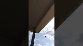 Fly Babies Fly! #birds #of #youtube #nest #nature #music #fly #baby #shorts #asmr  #summer