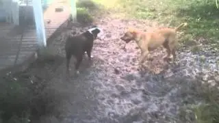 12/7/15 - 30MIN Barking Dogs 8381 91st ter [Brad Weis][Brenda Weis]