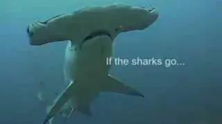 Save the Sharks