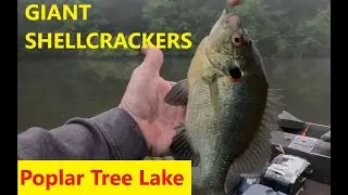Giant Shellcracker