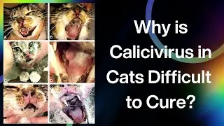 Why is Calicivirus in Cats Diffucult to Cure?